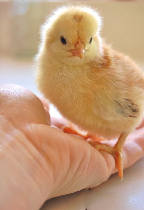 Chickens!They are so cute when they are small! Quail Chicks, Pet Chickens Breeds, Farm Pets, Chicken Aesthetic, My Neighbourhood, Backyard Coop, Best Egg Laying Chickens, Easter Present, Baby Chicken