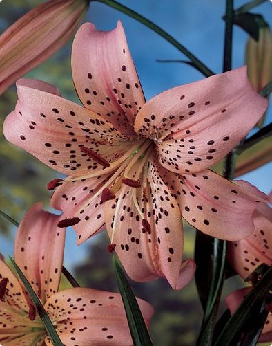 Tiger Lily Plant, Tiger Lily Flowers, Starry Eyes, Barbie Summer, Lily Bulbs, Door Decorating, Nothing But Flowers, Flower Therapy, Backyard Inspo