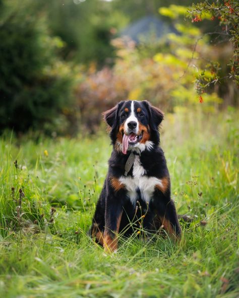 🐾 Meet this big, fluffy ball of joy! 🐶🌿 There's nothing like a Bernese Mountain Dog to brighten up your day with that goofy tongue and those loyal eyes. Whether it's a long hike or a lazy afternoon in the garden, this gentle giant is always ready for fun and adventure! 🏞️💚 What's your favorite activity with your dog? Let us know in the comments below! 👇 #BerneseMountainDog #DogLove #FurryFriend #DogDays #AdventurePup #BigDogLove #DogsOfInstagram #DogLife #OutdoorPaws #CanineCompanion #Fluff... Goofy Dog, Favorite Activity, Lazy Afternoon, Mountain Dog, Bernese Mountain, Gentle Giant, Bernese Mountain Dog, Canine Companions, Dog Life