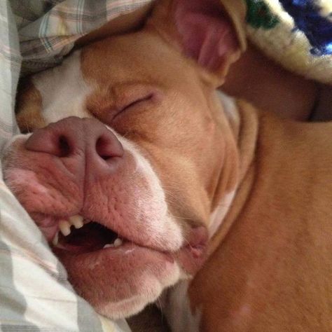 Sleeping beauty...   Visit us online!! www.westfriendshipanimalhospital.com Hotdog Dog, Slaap Lekker, Love My Dog, Pictures Funny, Pit Bull Love, Sleeping Dogs, Puppy Pictures, Dog Memes, Mans Best Friend