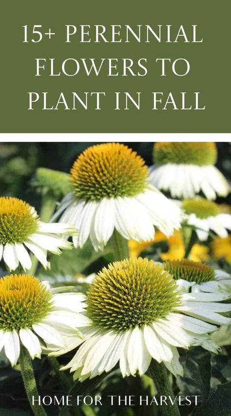 Flower To Plant In Fall, Zone 4 Fall Planting, Perennial Flowers To Plant In Fall, Best Flowers To Plant In Fall, Planting Perennials In The Fall, When To Plant Perennials, Landscape Ideas Perennials, Perennials To Plant In The Fall, Growing Perennials From Seed