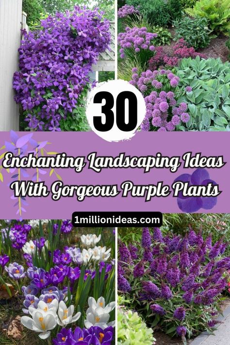 Purple plants with purple blooms and leaves offer a calming effect in any garden landscaping. They convey richness and elegance in addition to bearing a color that has long been associated with royalty. Purple-flowered plants also make a beautiful addition to any garden or environment. There are many different shades of purple plants for you to opt for, from graceful lavender to light, soft roses. Purple Flower Beds Front Yards, Purple Flower Garden Landscaping Ideas, Purple Outdoor Plants, Purple Perennial Flowers, Purple Perrenial Flowers, Lilac Landscaping, Lilac Bush Landscaping, Purple Garden Ideas, Purple Landscaping