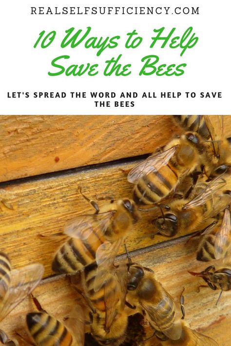 Find out how to help save the bee and why it's important #saveourbees #welovebees #bees #honey #beesareourfriends Honey Bees Keeping, Bee Colony, Stem For Kids, Bee Garden, Pollinator Garden, Honey Bees, Organic Plants, Save The Bees, The Bee