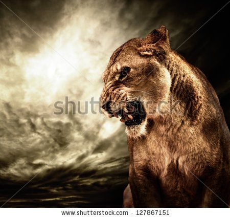 Roaring lioness against stormy sky - stock photo Lioness Tattoo, Black And White Lion, Lion And Lioness, Cat Species, Roaring Lion, Lion Wallpaper, Lion Pictures, Art Tapestry, Lion Print