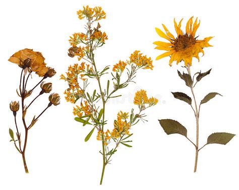 Set of wild dry pressed flowers and leaves. Isolated , #spon, #dry, #wild, #Set, #pressed, #Isolated #ad Dry Pressed Flowers, Flower Vector, Stick Photo, Plant Identification, Plant Species, Interactive Learning, Medicinal Herbs, Pressed Flower, Medicinal Plants