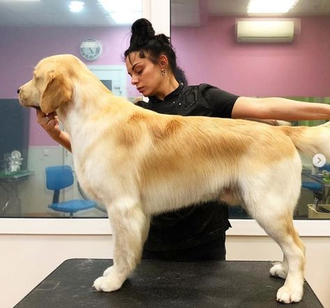 15 Best Golden Retriever Haircuts for Dog Lovers | The Paws Haircuts For Golden Retrievers, Golden Retriever Haircut Pet Grooming, Golden Retriever Show Grooming, Short Golden Retriever Haircut, Golden Retriever Short Haircut, Groomed Golden Retriever, Golden Retriever Trimming, Golden Retriever Summer Haircut, How To Trim A Golden Retriever