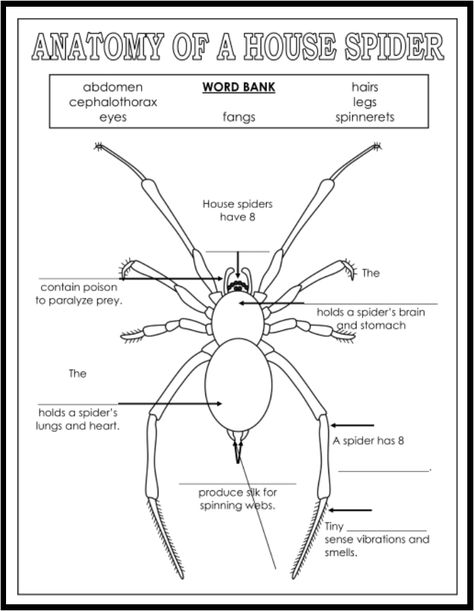 Spider Fact, Spider Activities, House Spider, Land Animals, Orton Gillingham, Charlotte's Web, Animal Science, Nocturnal Animals, Classroom Projects