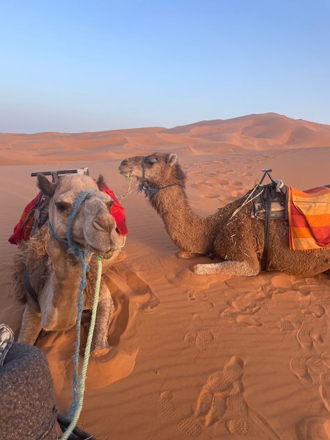 saharah desert, african vacation, camels, riding camels in desert, sand dunes, morocco Camels In The Desert, Riding Camels In Egypt, Sahara Desert Morocco, Middle East Vacation, Dubai Sand Dunes, Camel In Desert, Morocco Vacation, Egypt Desert, Ancient Egypt Aesthetic