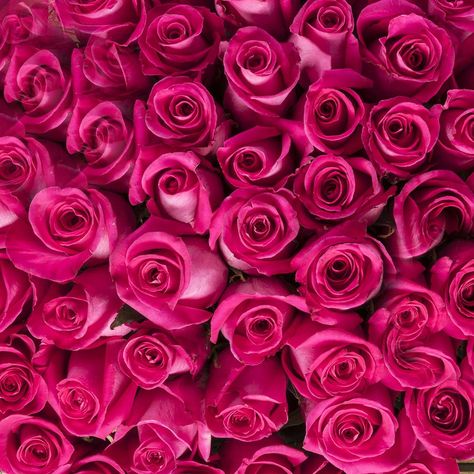 Hot Pink Roses Tout Rose, Rose Fushia, Hot Pink Roses, Y2k Pink, Special Someone, Pink Vibes, Rosa Pink, Arte Animal, Everything Pink