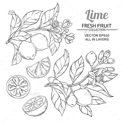 Lime Branches Vector Set #Branches, #Lime, #Set, #Vector Lemon Vector, August Bujo, Branch Vector, Flower Line Drawings, Lemon Tree, Flash Art, Fruit Art, Ink Illustrations, Pretty Tattoos