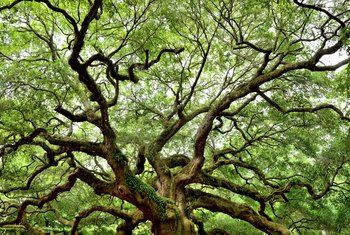 Best Shade Trees, Language Tree, Angel Oak Trees, Live Oak Tree, Angel Oak, Southern Plantations, Coastal Plain, Live Oak Trees, Old Oak Tree