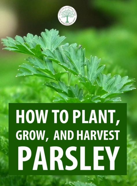 The A to Z of growing parsley the right way: soil, timing, growing it in pots, harvesting it, companion plants, harvesting, and much more. #thehomesteadinghippy #gardening #parsley Harvest Parsley, Growing Parsley, Parsley Plant, Companion Plants, Organic Vegetable Garden, Herbs Indoors, Home Vegetable Garden, Container Gardening Vegetables, Organic Gardening Tips