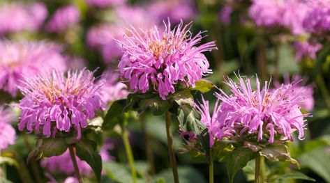 17 Native Plants For Tennessee Gardens Native Tennessee Plants, East Tennessee Native Plants, Native Tennessee Flowers, East Tennessee Landscaping Ideas, Tennessee Plants, Tennessee Gardening, Native Plant Landscape, Landscaping Shrubs, Fringe Tree