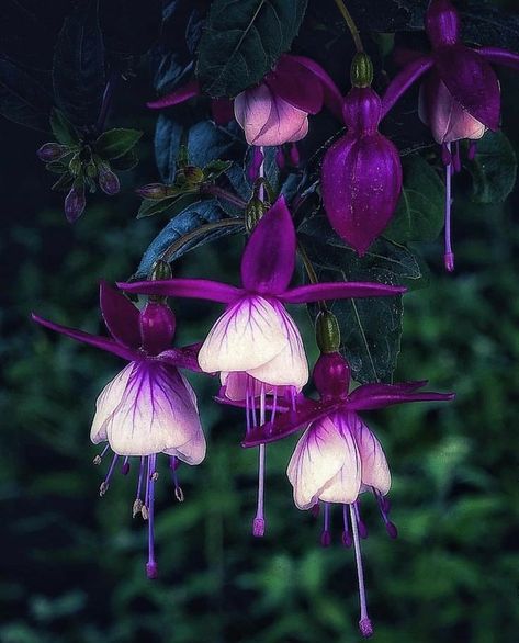 Voice Of Nature, Fuchsia Plant, Winter Dark, Goth Garden, Flowers Hanging, Fuchsia Flower, Fuchsia Flowers, Plant Fungus, Beautiful Flowers Photography