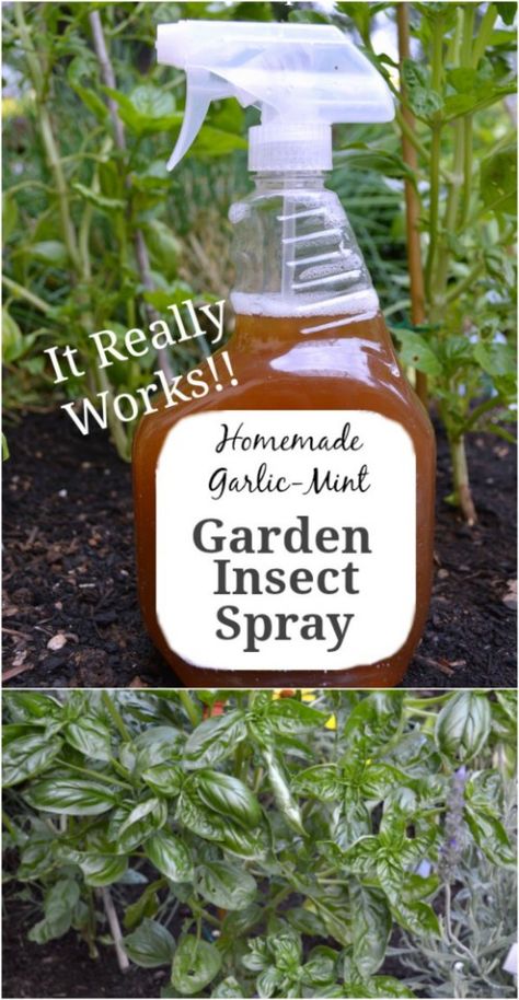 Garden Bug Spray, Garden Pest Spray, Homemade Insecticide, Backyard Herb Garden, Pest Spray, Mint Garden, Natural Pesticides, Insect Spray, Garden Bugs