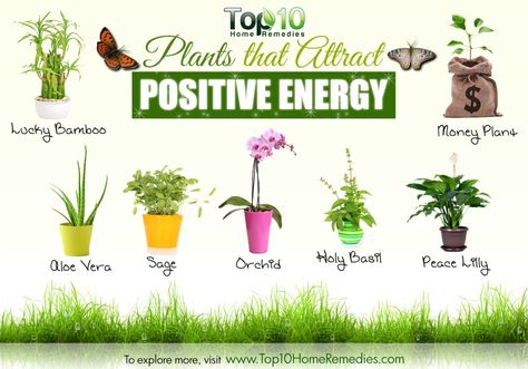 plants for positive energy Feng Shui Plants, Attract Positive Energy, Top 10 Home Remedies, Bedroom Plants, Rain Water Collection, House Plants Indoor, Outdoor Plants, Plant Life, Indoor Garden