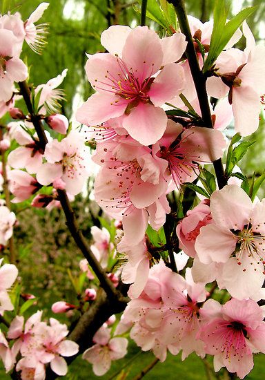 Peach Blossoms Aesthetic, Peach Blossom Painting, Peach Fruit Flower, Peach Tree Flowers, Peach Blossom Tree, Peach Blossom Flower, Spring Blossoms, Peach Trees, Peach Blossom