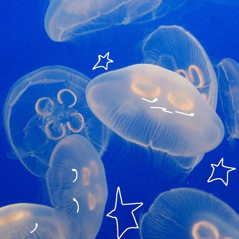 moon jellyfish ☆★ Jellyfish Pfp Aesthetic, Cute Jellyfish Pfp, Moonjelly Fish, Princess Jellyfish Aesthetic, Jellyfish Icons For Apps, Moonlight Jellyfish, Moon Jellyfish Aesthetic, Jellyfish Information, Silly Jellyfish