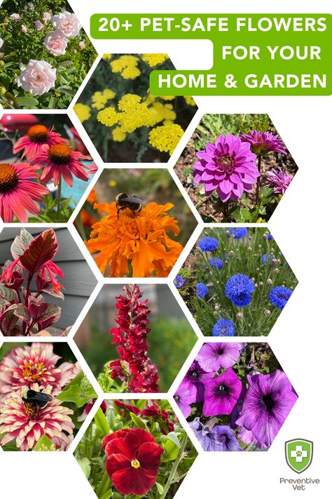 20+ Pet-Safe Flowers for Your Home and Garden Pollinator Flower Bed, Toxic Flowers For Dogs, Safe Plants For Dogs, Plants That Are Safe For Dogs, Pet Safe Garden Plants, Pet Friendly Perennials, Pet Friendly Garden Plants, Pet Safe Outdoor Plants, Non Toxic Plants For Dogs