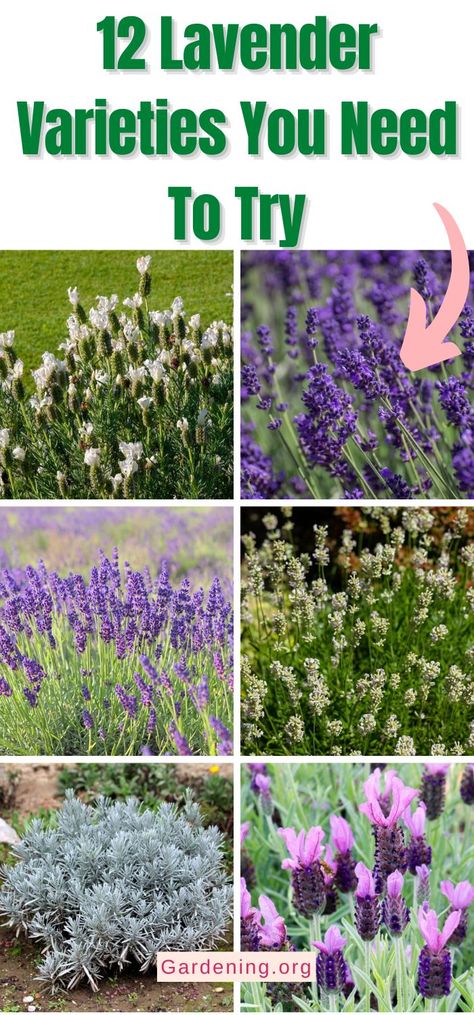 Planting Lavender Outdoors, Types Of Lavender Plants, Indoor Lavender Plant, English Lavender Plant, Lavender Potted Plant, Lavender Plant Care, Lavender Types, Lavender Varieties, Spanish Lavender