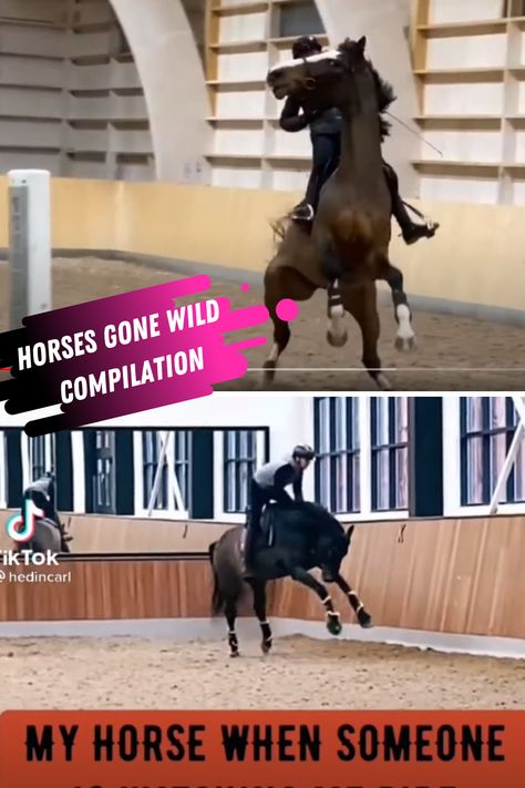 Horses gone wild is a funny horse video compilation or horses doing what they do best. Funny Horses Videos, Horse Fails, Horse Walker, Horse Video, Horse Funny, Funny Horse Videos, Funny Horses, Horse Videos, People Videos