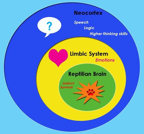 Search media - Wikimedia Commons Triune Brain, Reptilian Brain, Basal Ganglia, Brain Structure, Limbic System, Ghost In The Machine, Brain Activities, Human Behavior, Thinking Skills