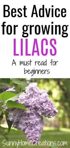 Lilac Plant, Planting Guide, Lilac Bushes, Lilac Tree, Garden Wallpaper, Outdoor Flowers, Gardening Advice, Flowering Shrubs, Best Advice