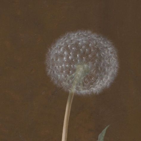 Getty on Instagram: "Blow on your screen and make a wish. 😉  Detail of Dandelion, about 1755, Barbara Regina Dietzsch, about 1755. Watercolor and gouache on vellum, bordered in gold." Yellow Dandelion Painting, Cyanotype Dandelion, Some See A Wish Dandelions, Dandelion Yellow, Dandelion Wish, Make A Wish, Dandelion, Gold, Instagram