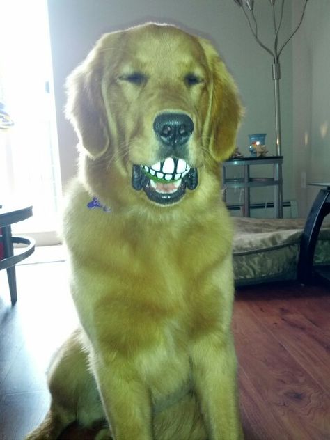 Golden retriever - funny ball :) Alone At Home, Dog Behaviorist, Golden Retriever Funny, Pet Pictures, 3 Dogs, Animal Humor, Crazy Dog Lady, Pitbull Puppy, Adorable Puppies