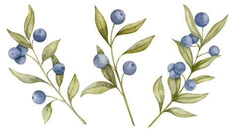 Set of Blueberry branches. Hand drawn watercolor illustration of Blue Berry fruits and green leaves on white isolated background. Drawing of Bilberry. Sketch of huckleberry or blackberry for clipart Huckleberry Illustration, Blueberry Branch Drawing, Berries Drawing Simple, Huckleberry Drawing, Blueberry Sketch, Berries Drawing, Blueberry Drawing, Berry Drawing, Blueberry Illustration