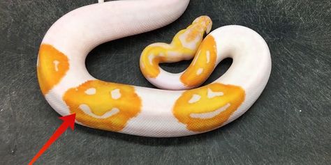 Emoji snake born after 8 years of selective breeding. The patterns are caused by recessive mutations that do occur naturally, but it is extremely unlikely to happen in the wild. Ball Python Pet, Python Royal, Colorful Snakes, Pretty Snakes, Reptile Room, Ball Python Morphs, Cobra Snake, Python Snake, Cute Snake