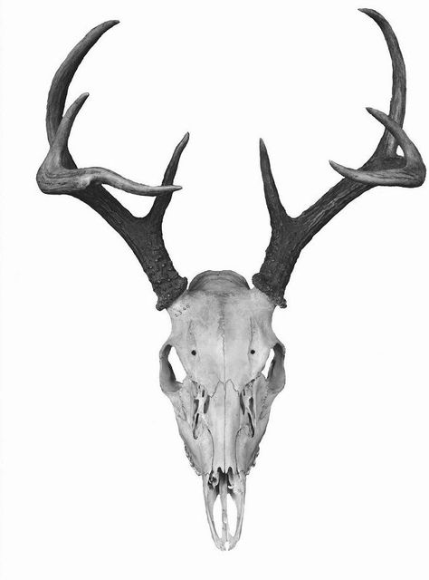 Horns Deer Skull Photography, White Tail Deer Skull, Deer Skull Drawing, Deer Skull Tattoos, Skull Animal, Hirsch Tattoo, Animals With Horns, Skull Reference, Deer Tattoo