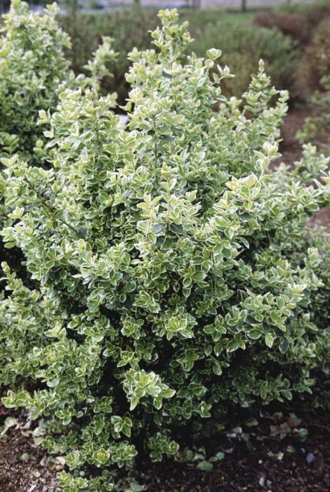 Japanese Euonymus, Euonymus Fortunei, Exercise Room, Front Landscaping, Garden Shrubs, Evergreen Plants, Climbing Frame, Evergreen Shrubs, Olive Garden