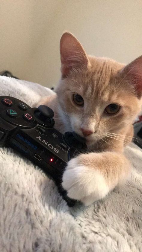 She just wants to play some video games! Cat With Controller, Cat Playing Video Games, Gaming Dp, Jason Core, Cat Video Game, Cat Gaming, Silly Kitties, Funny Dp, Cat Photos