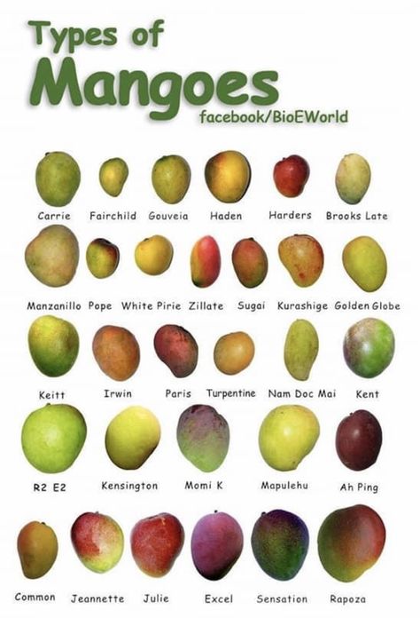 Fruits And Vegetables List, Mango Varieties, Reduce Blood Sugar, Food Health Benefits, Food Infographic, Types Of Fruit, Food Charts, Food Info, Exotic Fruit