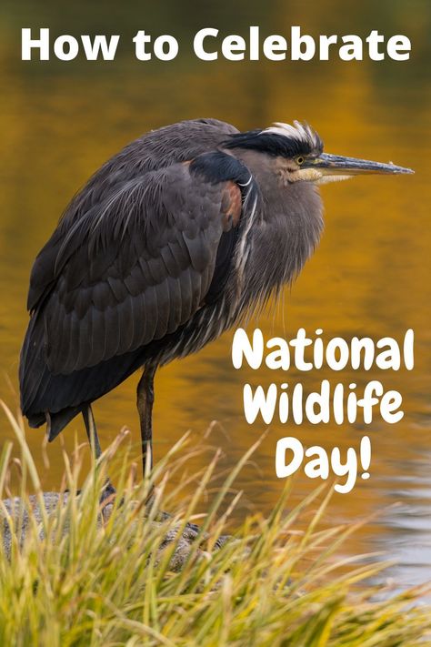 bird standing at the edge of a pond National Wildlife Day, Wildlife Day, Appreciation Ideas, Parent Involvement, Nature Hikes, Starting A Garden, Animal Habitats, Pet Day, Wildlife Conservation