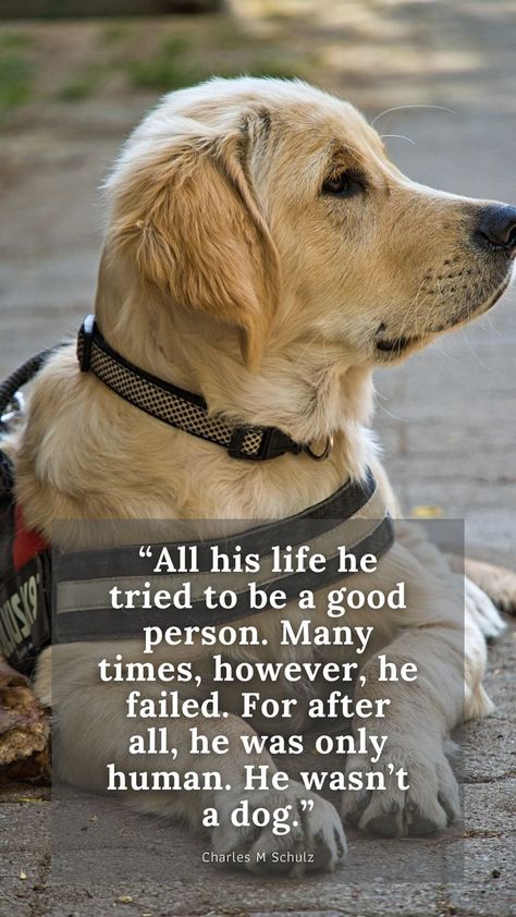 Quotes About Dogs As Family, Quotes About Dogs Love, Funny Quotes About Dogs, Quotes About Dogs Passing, Dog Loyalty Quotes, Love Heart Quotes, Dog Love Quotes, Love Funny Quotes, Quotes About Dogs