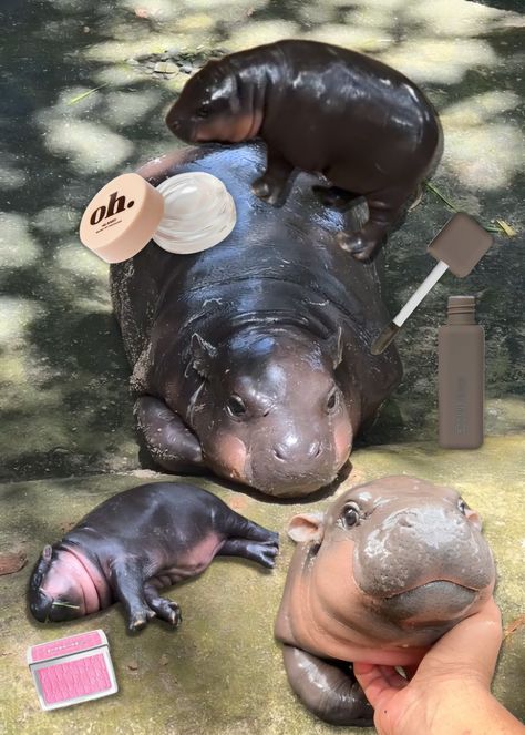 'Moo Deng blush' is the makeup trend we didn't see coming Moo Deng Make Up, Pygmy Hippopotamus, Brown Contact Lenses, Mac Cosmetics Eyeshadow, Grey Eyeshadow, Health Tools, Skin Care Kit, Hippopotamus, Glass Skin