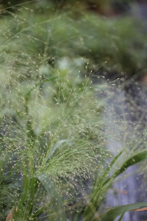 Explosion grass ready to harvest. Rye Grass, Reggae Art, July Flowers, Expensive Flowers, Flower Types, Wild Grasses, Perennial Flowers, Grass Flower, Grass Wedding