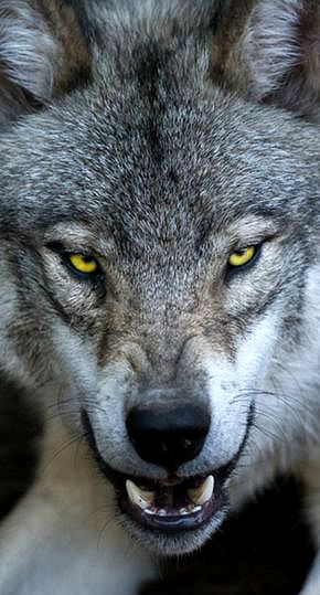 Lup Singuratic, Aesthetic Animals, Angry Wolf, Wolf World, Polka Tattoo, Tattoo Animal, Wolf Images, Wolf Photography, Wolf Artwork