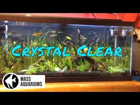 How to Keep Crystal Clear water in your Aquarium/ Clean Fish Tank Water - YouTube Aquarium Hacks, Aquarium Scaping, Clean Fish Tank, Underwater Ecosystem, Aquarium Sand, Fish Tank Cleaning, Goldfish Tank, Tropical Freshwater Fish, Fresh Water Fish Tank