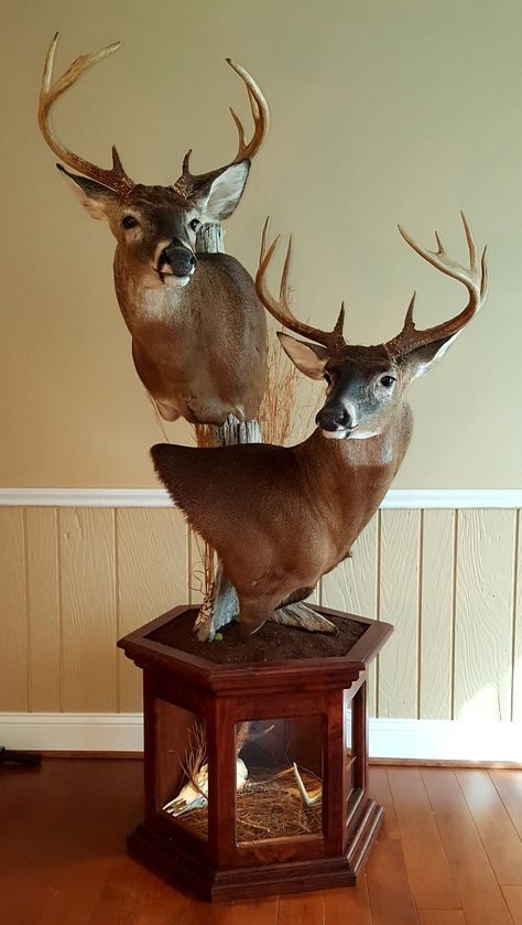 Double deer pedestal Pedestal Deer Mount, Deer Pedestal Mounts, Buck Mounts, Deer Pedestal, Hunting Mounts, Deer Mount Decor, Deer Wall Mount, Deer Mount Ideas, Deer Taxidermy