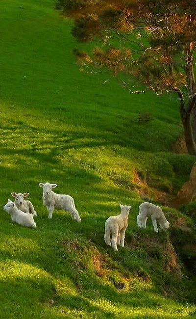 The Calming Effect of A Holy Pasture | This Journey Called Life Regnul Animal, Spring Lambs, Söt Katt, 골든 리트리버, Beltane, The Grass, Nature Aesthetic, 귀여운 동물, The Farm