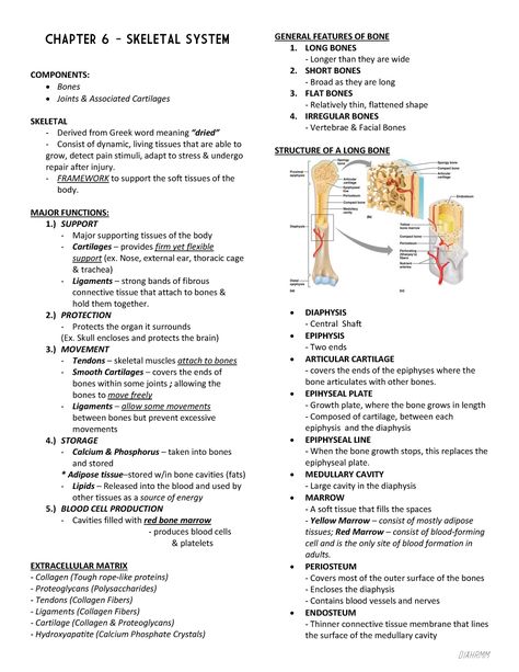 Skeletal System Anatomy Worksheet, Anatomy And Physiology Skeletal System, Musculoskeletal System Anatomy, Anatomy And Physiology Bones Study, Anatomy Notes Skeletal System, Anatomy And Physiology Skeletal System Notes, Anatomy And Physiology Terminology, Skeletal System Anatomy Study, Human Skeletal System Anatomy