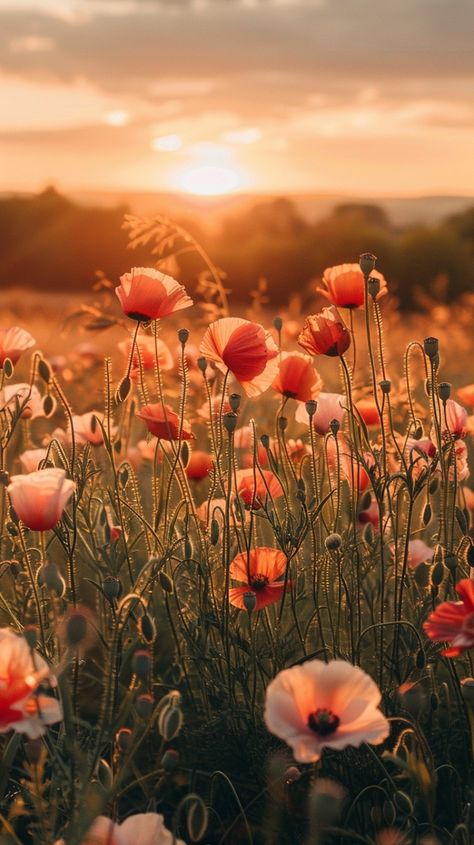 spring vibes aesthetic Wallpaper Frühling, Cozy Spring Aesthetic, Pretty Fall Wallpapers, Spring Nature Aesthetic, Phone Wallpaper Spring, Spring Season Aesthetic, Fall Flowers Wallpaper, Wallpaper Spring Aesthetic, Spring Phone Wallpaper