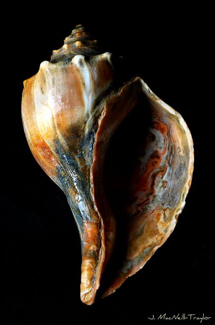 This whelk shell has great tonal work, and a beautiful pattern across the whole shell. The dark background allows the shell to stand out more. Message Center, Art Coquillage, Matka Natura, Ocean Treasures, Shell Collection, She Sells Seashells, Shell Beach, Seashell Art, Shell Art