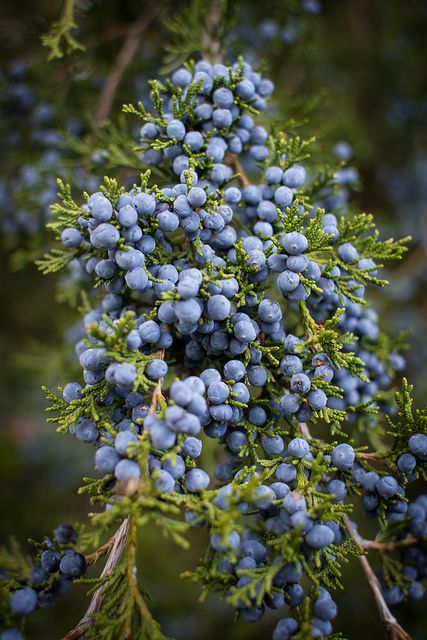 Close up of Eastern Red-Cedar Berries by yours truly. Eastern red-cedar is one of the few native evergreen #trees in Indiana. #tree #evergreen Cedar Berries, Blue Berries, Beautiful Trees, Cedar Trees, Wild Edibles, Summer 3, Evergreen Trees, Farm Gardens, Red Cedar