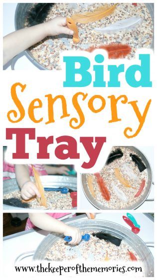 Put together this quick & easy Bird Sensory Tray to explore the topic of Bird Food with your preschoolers. This activity is perfect for your next Birds & Eggs theme! Check it out! #birds #preschool #kidsactivities Migrating Birds Preschool, Bowerbird Blues, Birds Preschool, Early Intervention Activities, Early Years Teaching, Birds Eggs, Transition Activities, Sensory Tray, Easy Bird