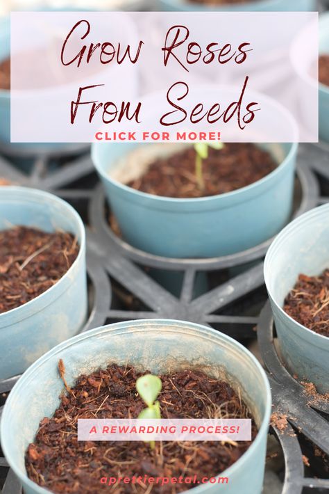 Rose From Seed How To Grow, Rose Seeds How To Grow, How To Grow Roses From Seeds, When To Plant Roses, Planting Rose Bushes, Growing Roses From Seeds, How To Grow Roses, Pruning Roses, Garden 2023