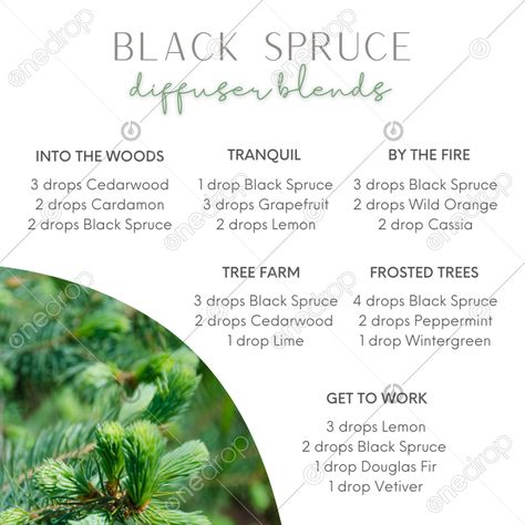 Northern Black Spruce Diffuser Blends, Doterra Black Spruce Diffuser Blends, Northern Lights Black Spruce Blends, Northern Lights Black Spruce Diffuser, Spruce Essential Oil Blends, Forest Diffuser Blends, Black Spruce Diffuser Blends, Soap Scents, Spruce Essential Oil